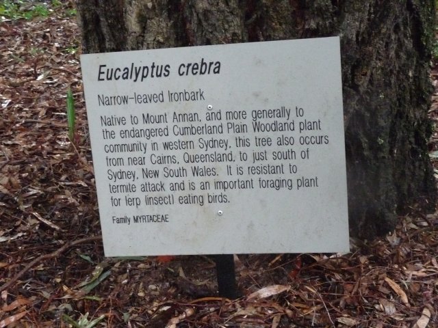 Narrow Leaf Ironbark, Australian Botanical Gardens, Mt Annan